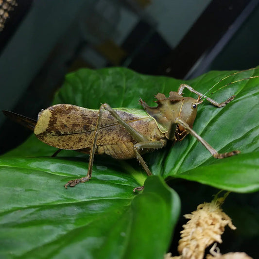 Dragon Head Katydid (Eumegalodon Blanchardi) - FEMALE