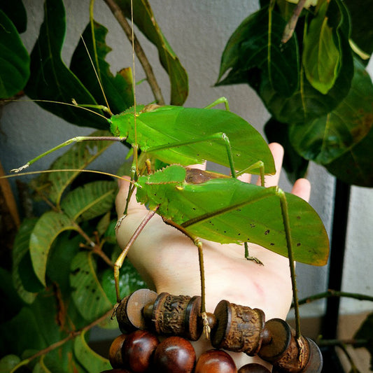 Giant Malaysian katydid (Arachnacris Corporalis) - FEMALE