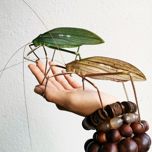 Giant Bush Cricket (Macrolyristes Imperator) - FEMALE