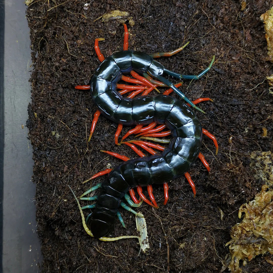 Colorful centipede on a dark, textured surface