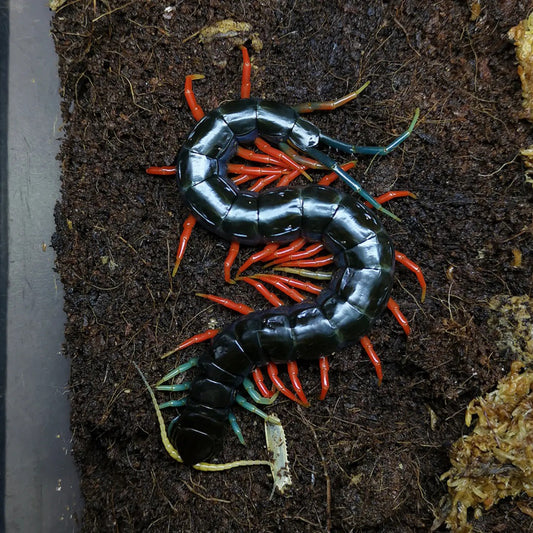 Colorful centipede on a dark, textured surface