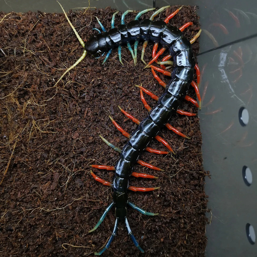 Centipede on a dark surface with a blurred background
