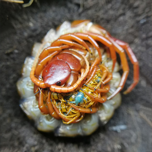 Close-up of a centipede on a textured surface